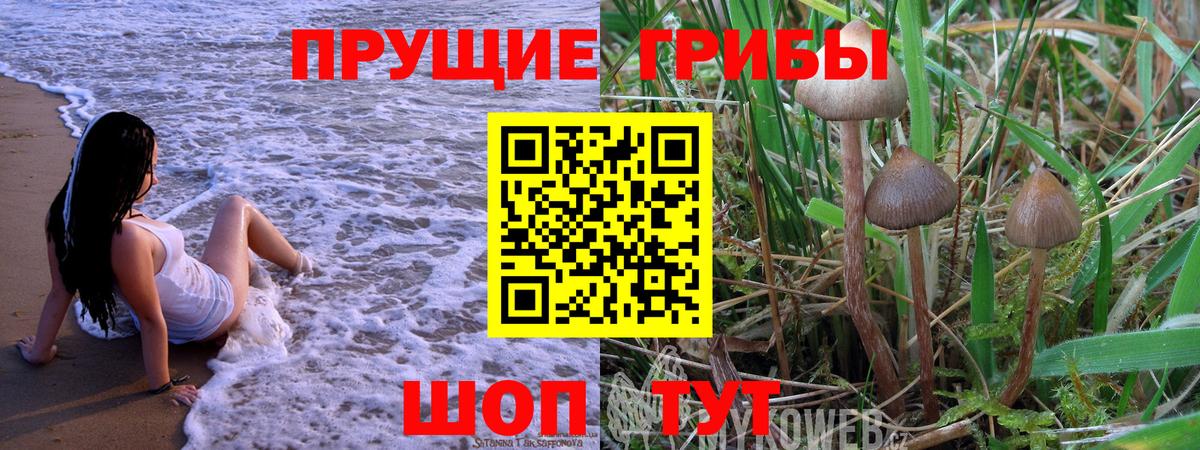 Псилоцибиновые грибы Psilocybe  где найти наркотики  Михайловск  Вход с VPN  Псилоцибиновые грибы Cubensis 